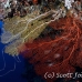 fan_sea_tc_h_0179_pal0233.jpg